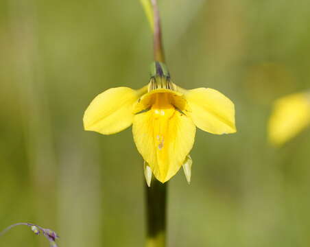 Plancia ëd Diuris monticola D. L. Jones