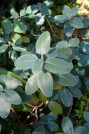 Imagem de Rhododendron cinnabarinum Hook. fil.