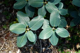 Imagem de Rhododendron cinnabarinum Hook. fil.