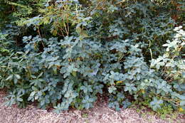 Image of Cinnabar-flowered Rhododendron