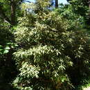 Image of Rhododendron coeloneurum Diels