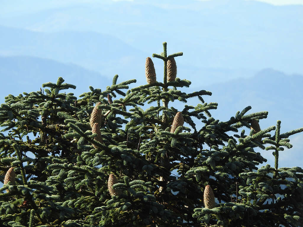 Image of noble fir