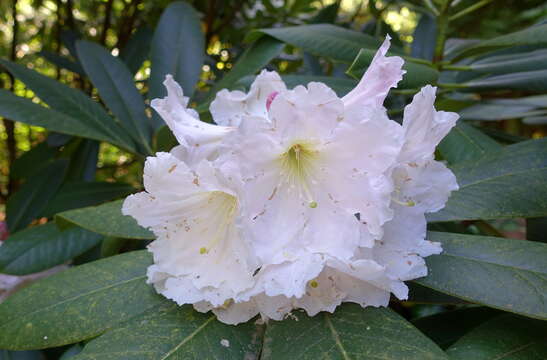 صورة Rhododendron glanduliferum Franch.