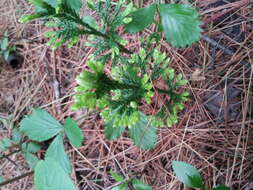 Imagem de Dendrolycopodium obscurum (L.) A. Haines