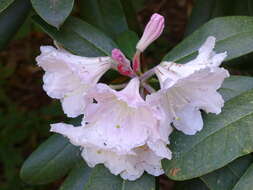 صورة Rhododendron glanduliferum Franch.