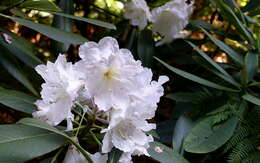 صورة Rhododendron glanduliferum Franch.