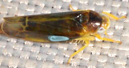 Image of Empoa (Empoa) vestita (McAtee 1926)