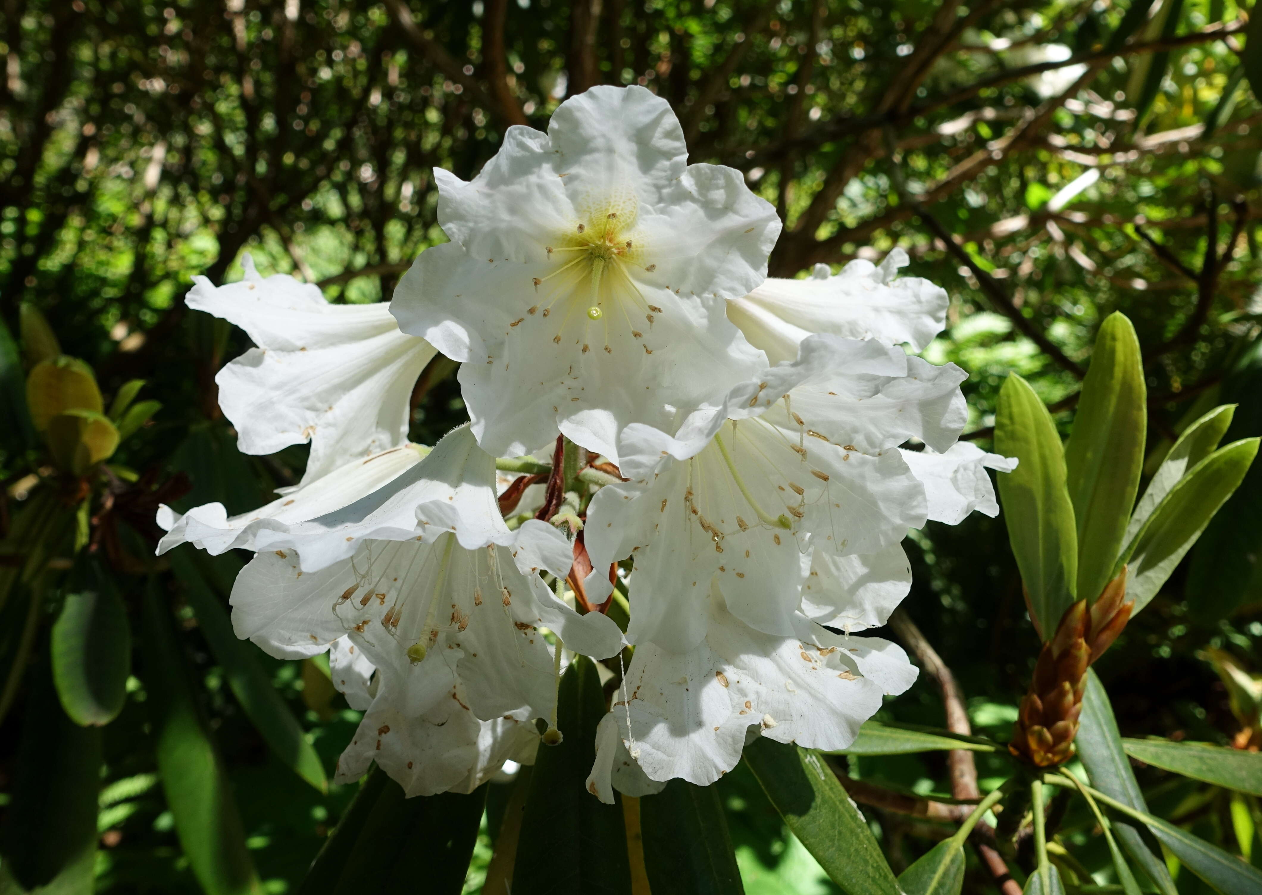 صورة Rhododendron glanduliferum Franch.