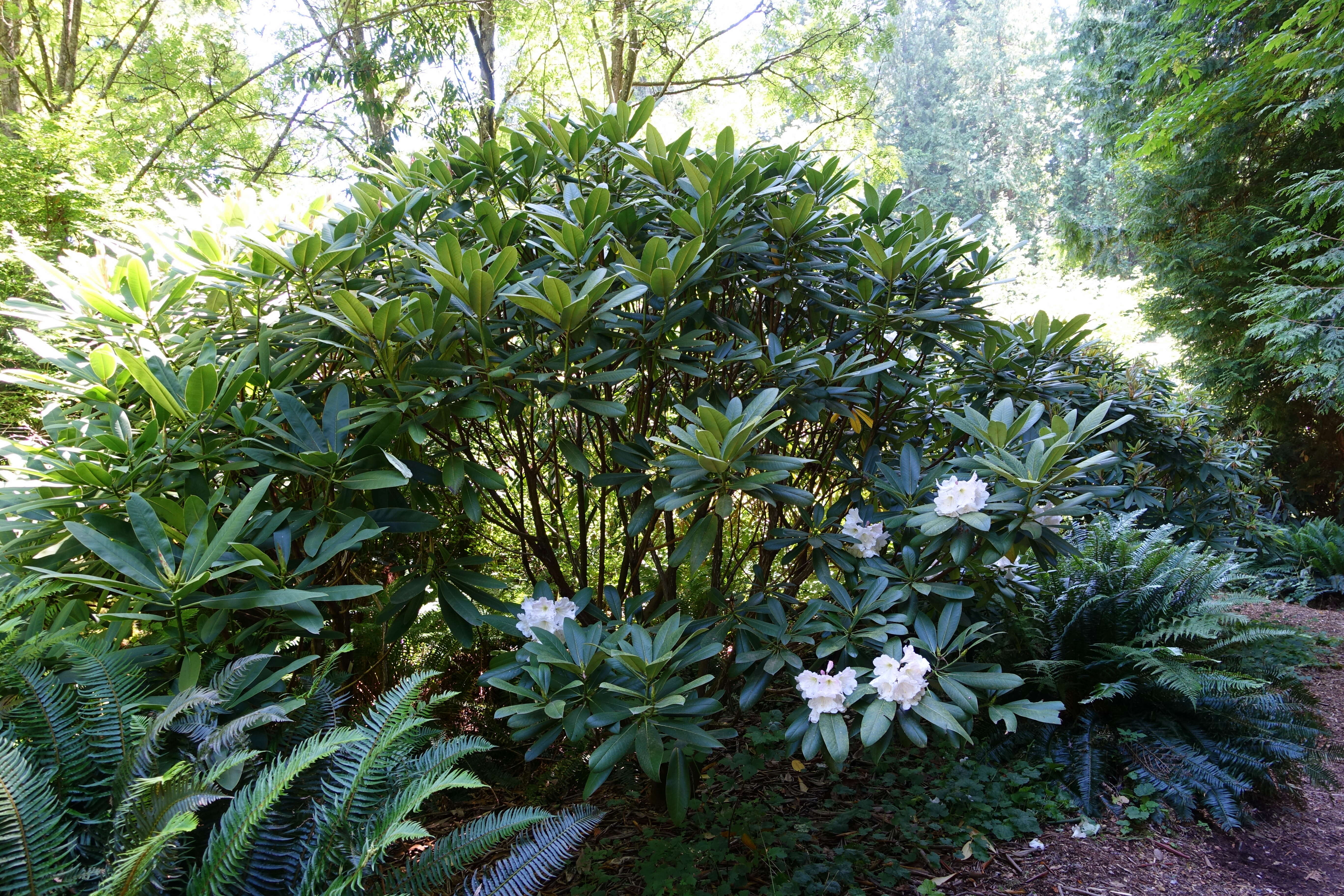 صورة Rhododendron glanduliferum Franch.