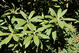 صورة Rhododendron ochraceum Rehder & E. H. Wilson