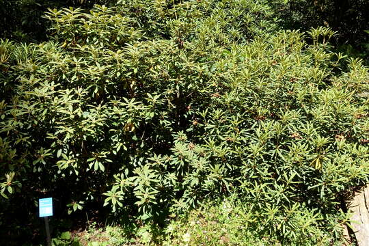 صورة Rhododendron ochraceum Rehder & E. H. Wilson