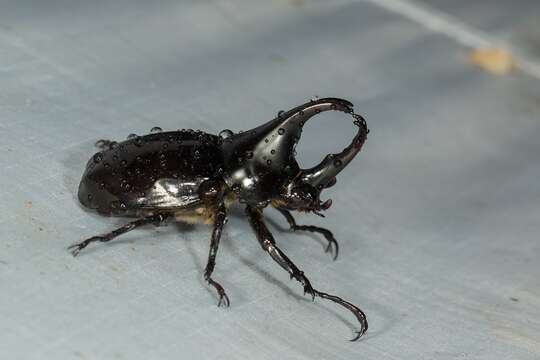 Image of Xylotrupes sumatrensis tanahmelayu Rowland 2006