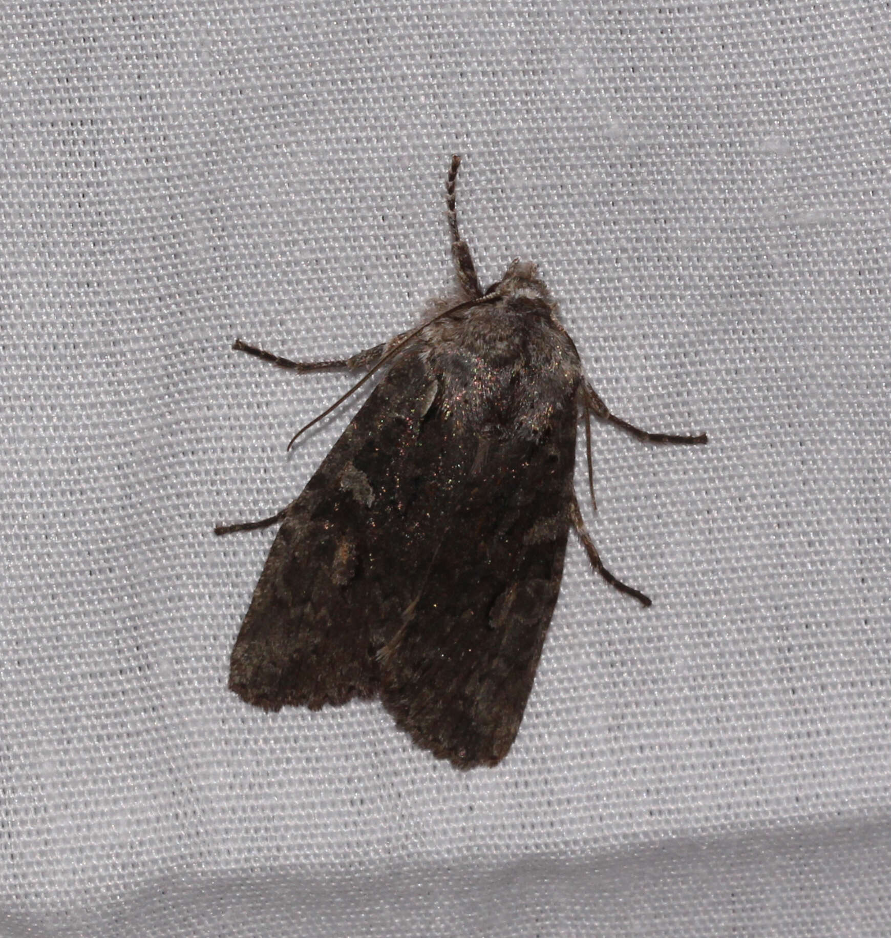 Image of Plush-naped Pinion