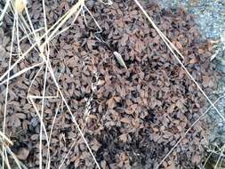 Image of Potentilla tetrandra (Bunge) Bunge ex Hook. fil.