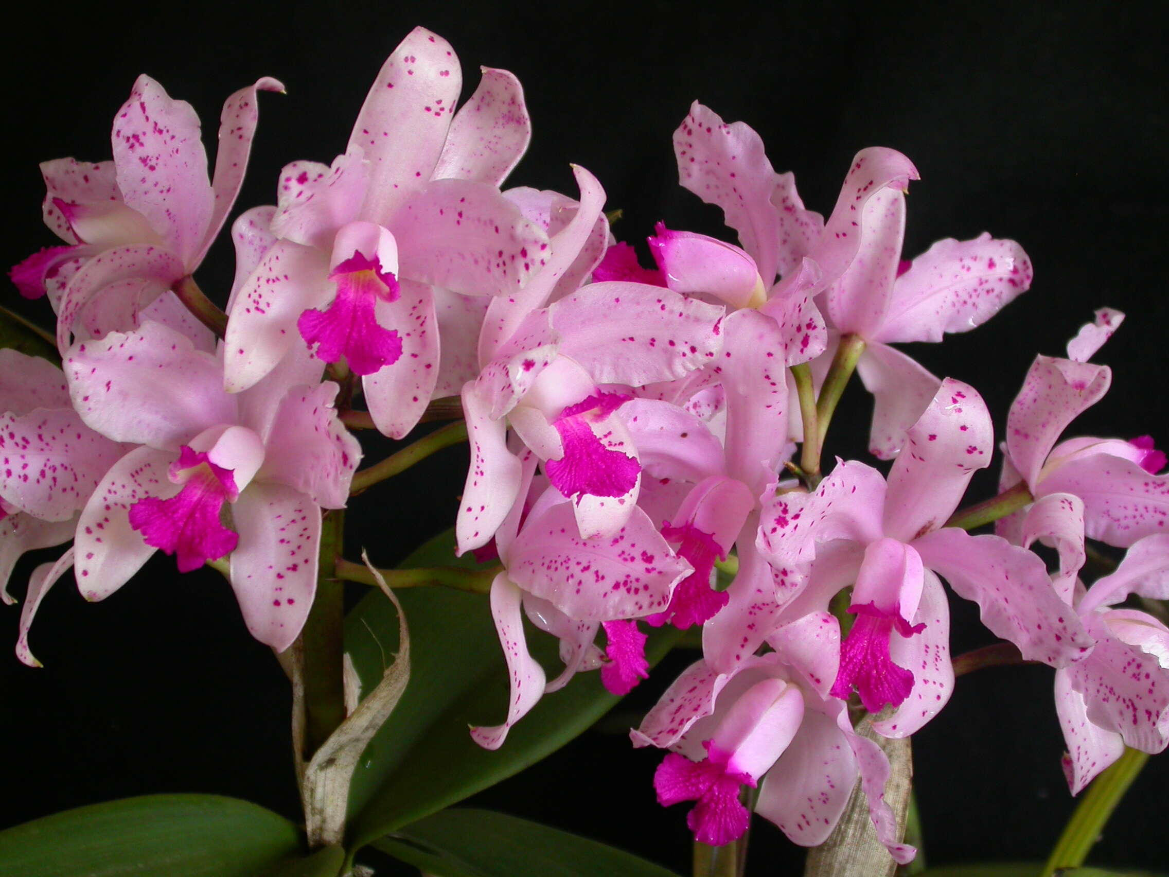 Image of Cattleya amethystoglossa Linden & Rchb. fil. ex R. Warner