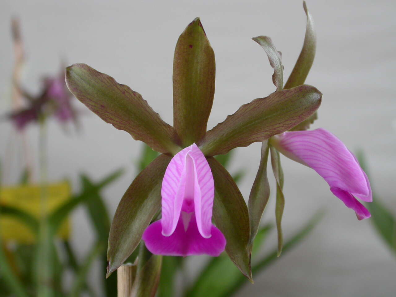 Imagem de Cattleya dormaniana (Rchb. fil.) Rchb. fil.