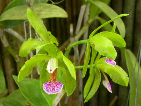 Image of Cattleya granulosa Lindl.