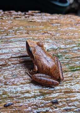 Imagem de Pristimantis chiastonotus (Lynch & Hoogmoed 1977)