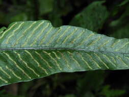 Imagem de Leptochilus wrightii (Hook.) X. C. Zhang