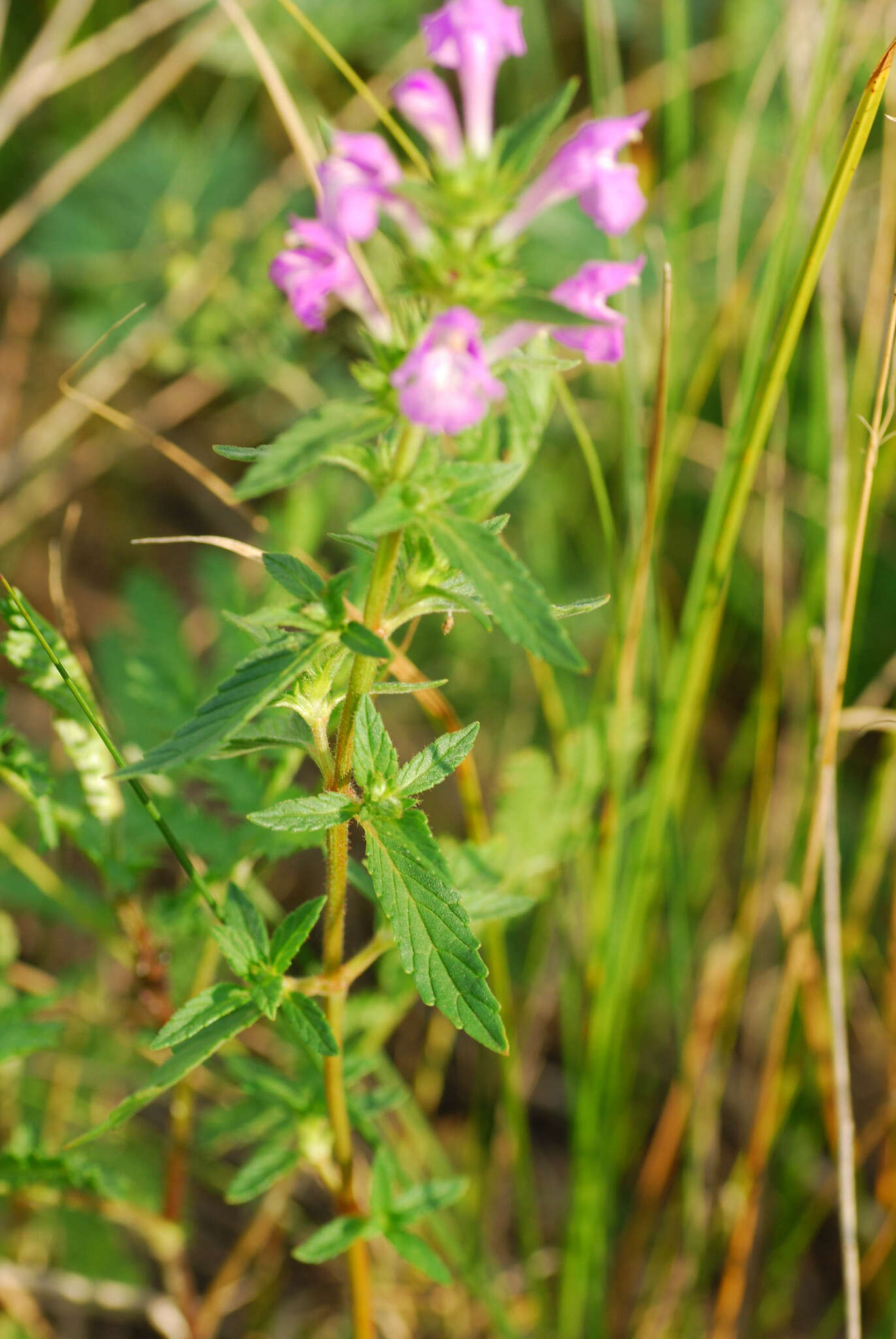 Image of Red hemp nettle