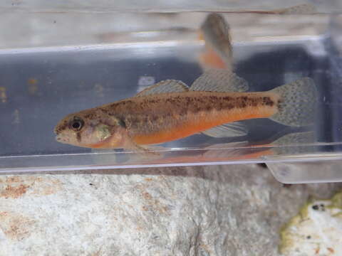 Image of Arkansas darter