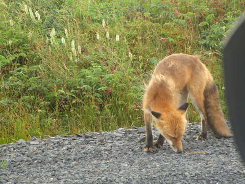 Image of Vulpes vulpes deletrix Bangs 1898