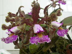 Image of Orchid