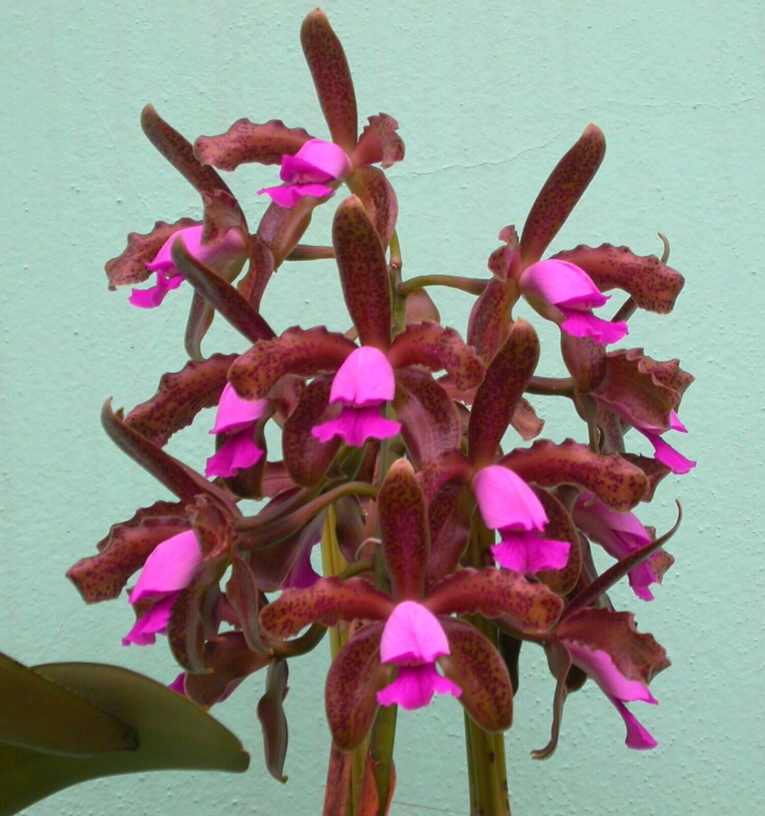 Sivun Cattleya tigrina A. Rich. kuva