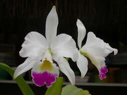 Image of Warner's Cattleya