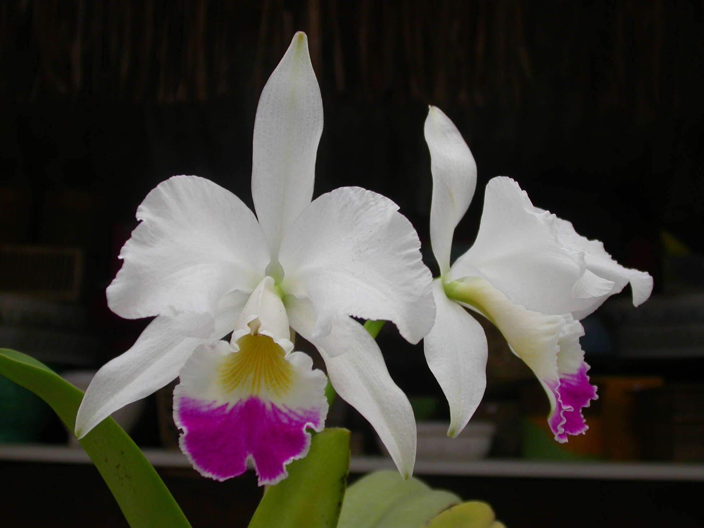 Imagem de Cattleya warneri T. Moore ex R. Warner