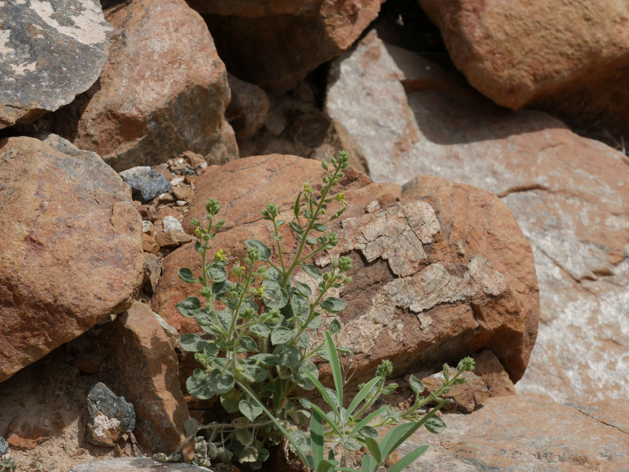 Image of Cleome dolichostyla Jafri