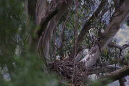 Image of Wedge-tailed Eagle