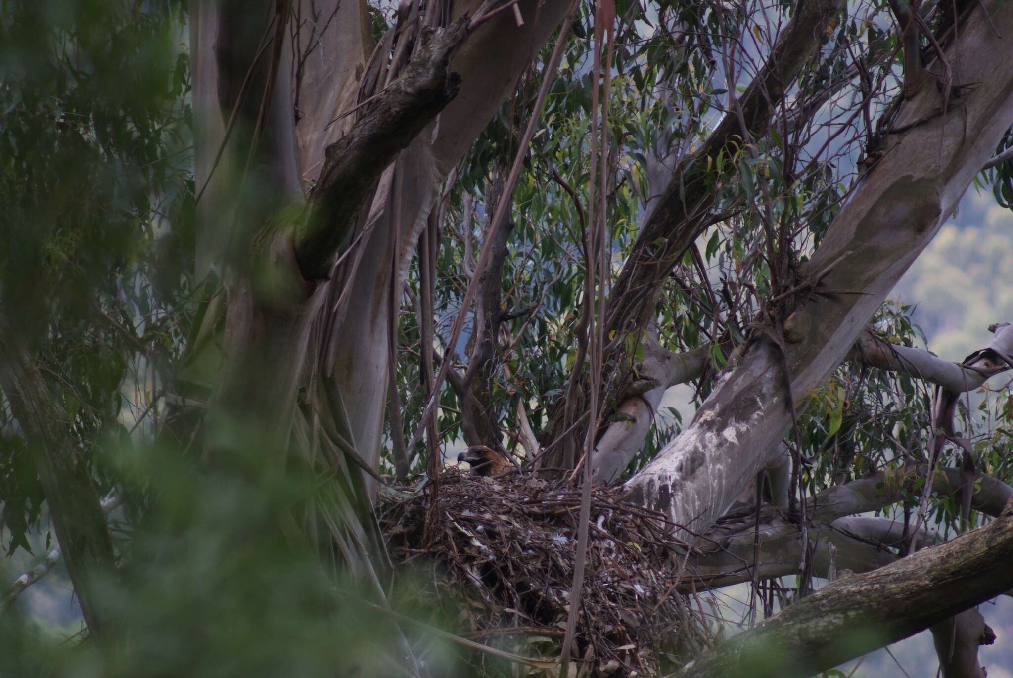 Image of Wedge-tailed Eagle