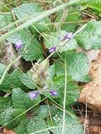 Image de Salvia nana Kunth