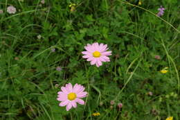 Image of pyrethum daisy