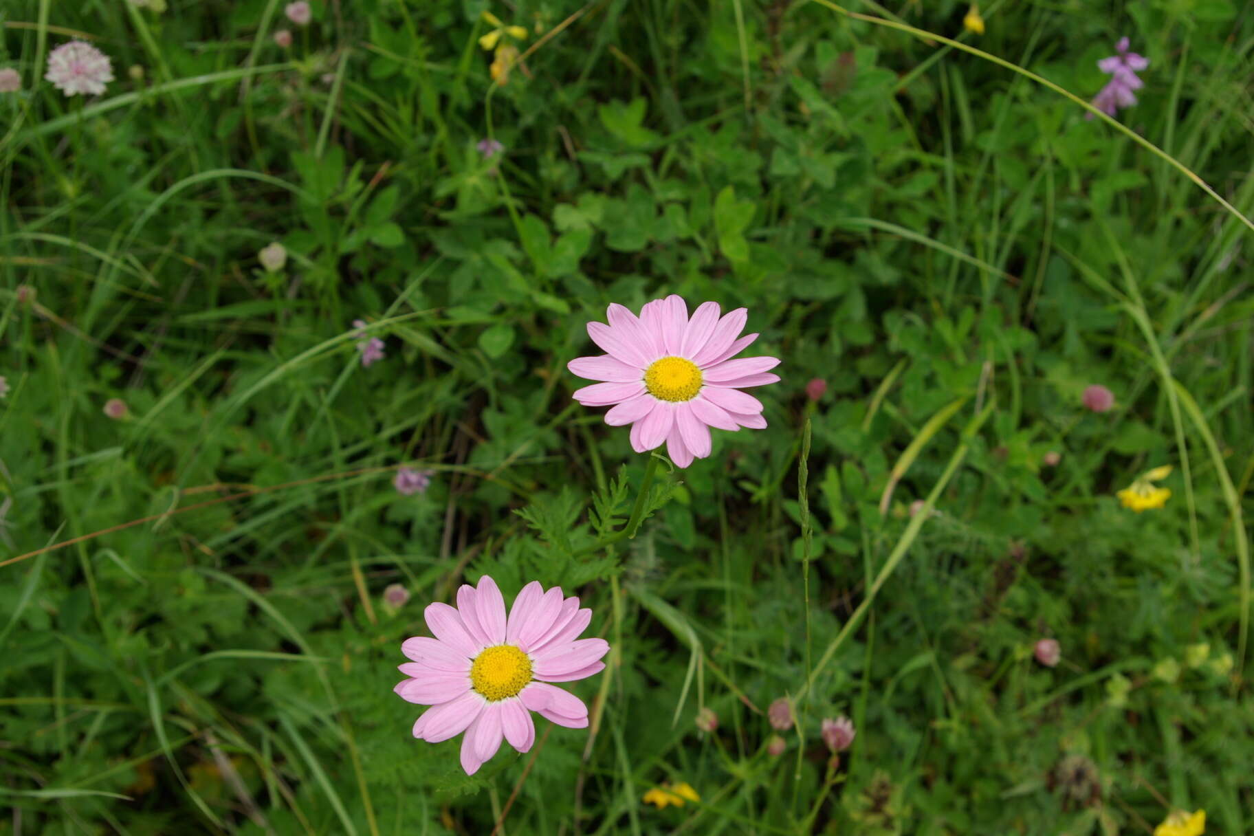 صورة Tanacetum coccineum (Willd.) Grierson