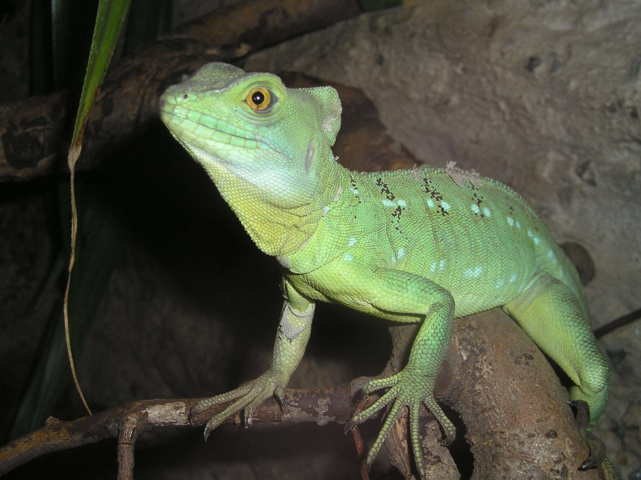 Image of Green Basilisk