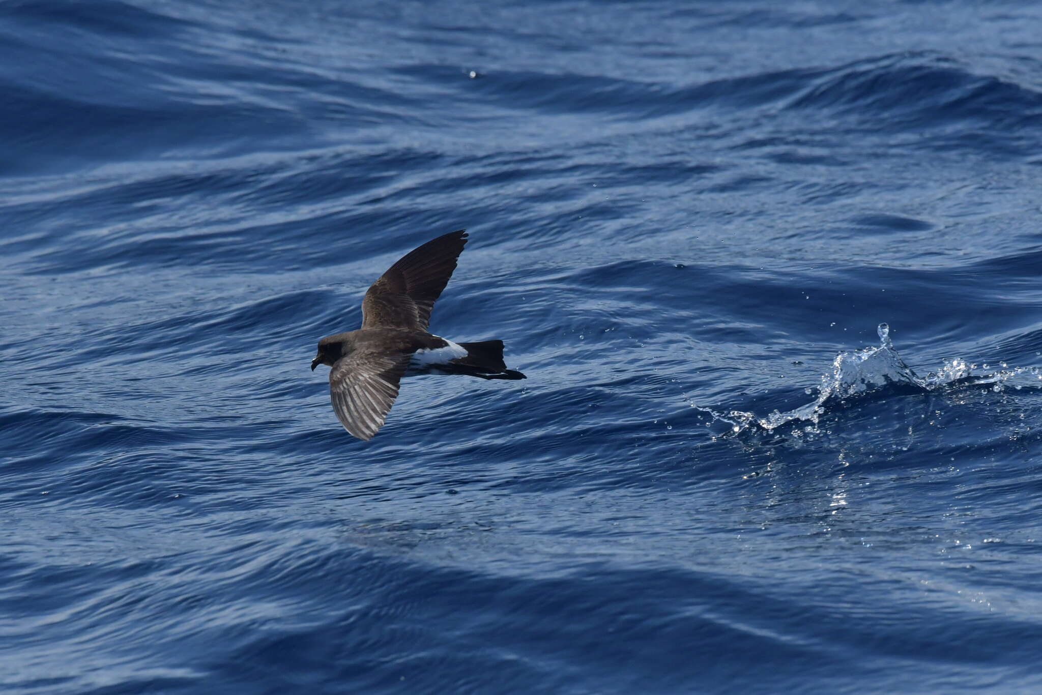 Image of New Zealand Storm Petrel