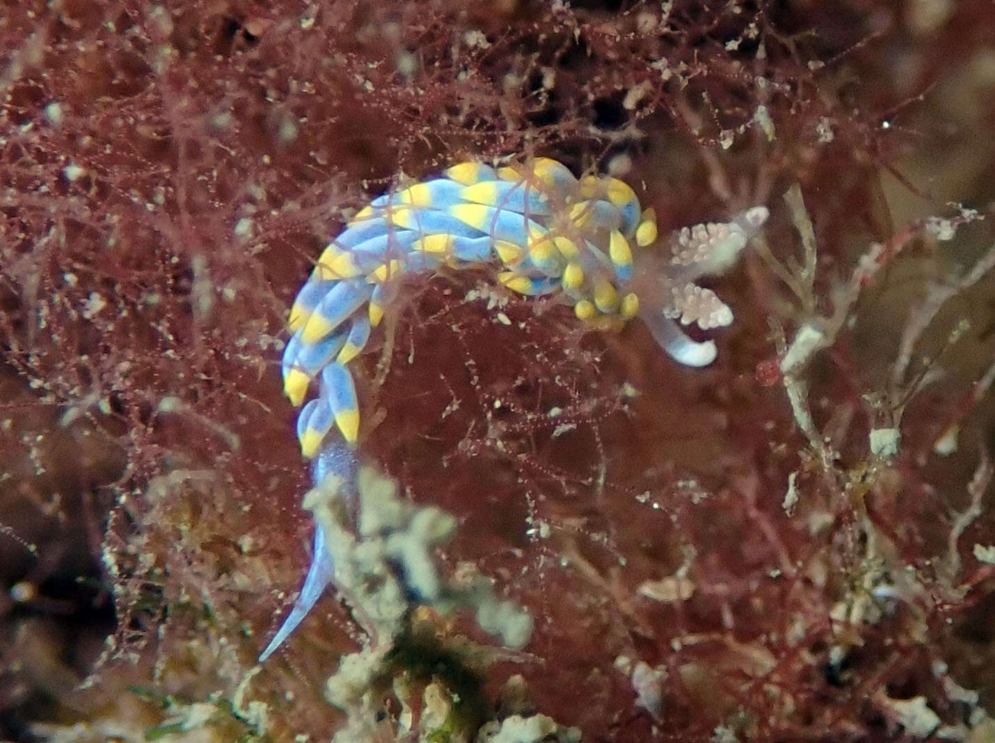 Image of Berghia coerulescens (Laurillard 1832)