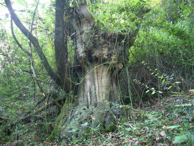 Image of Phytophthora cambivora