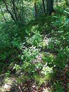 Image de Rhododendron mucronulatum Turcz.