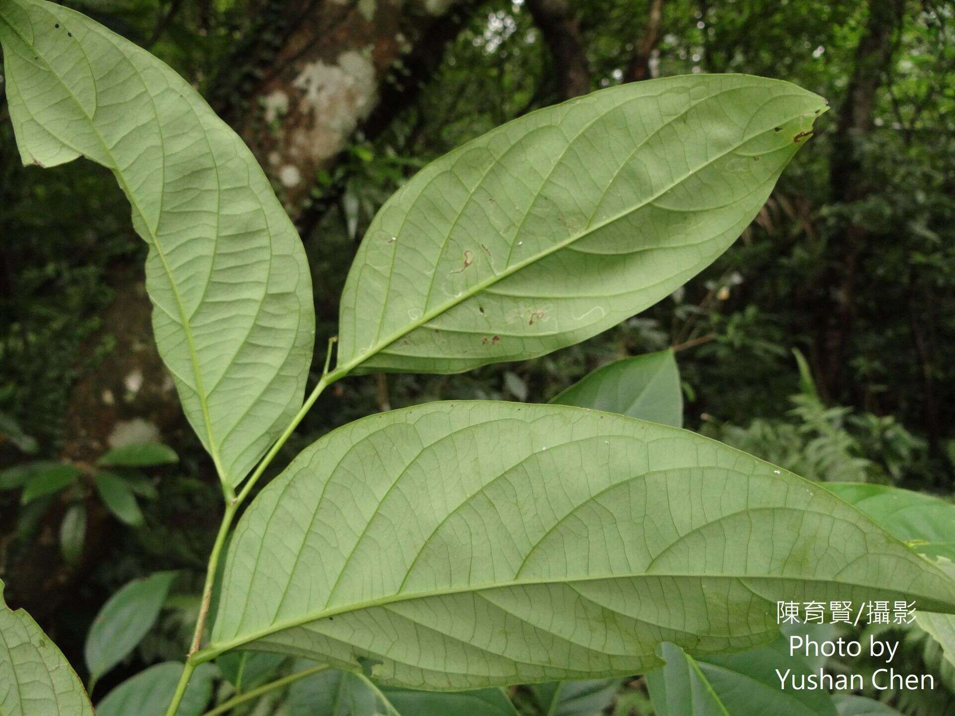 Слика од Glochidion lanceolatum Hayata