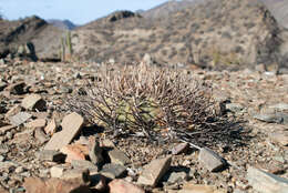 Image of Gymnocalycium spegazzinii subsp. cardenasianum (F. Ritter) R. Kiesling & Metzing