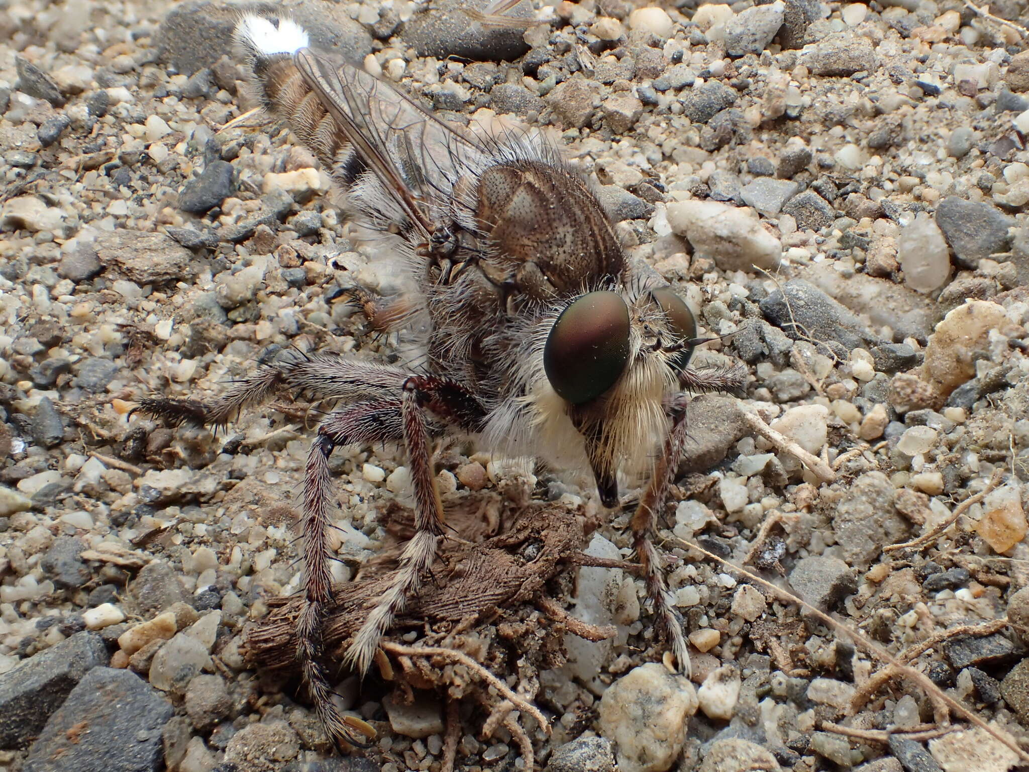 صورة Promachus dimidiatus Curran 1927