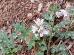 Imagem de Hydrophyllum occidentale (S. Wats.) A. Gray