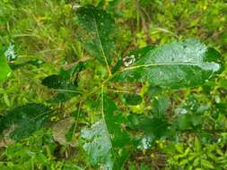 Salix myrsinifolia Salisb.的圖片