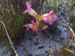 Image of Purple Inkflower