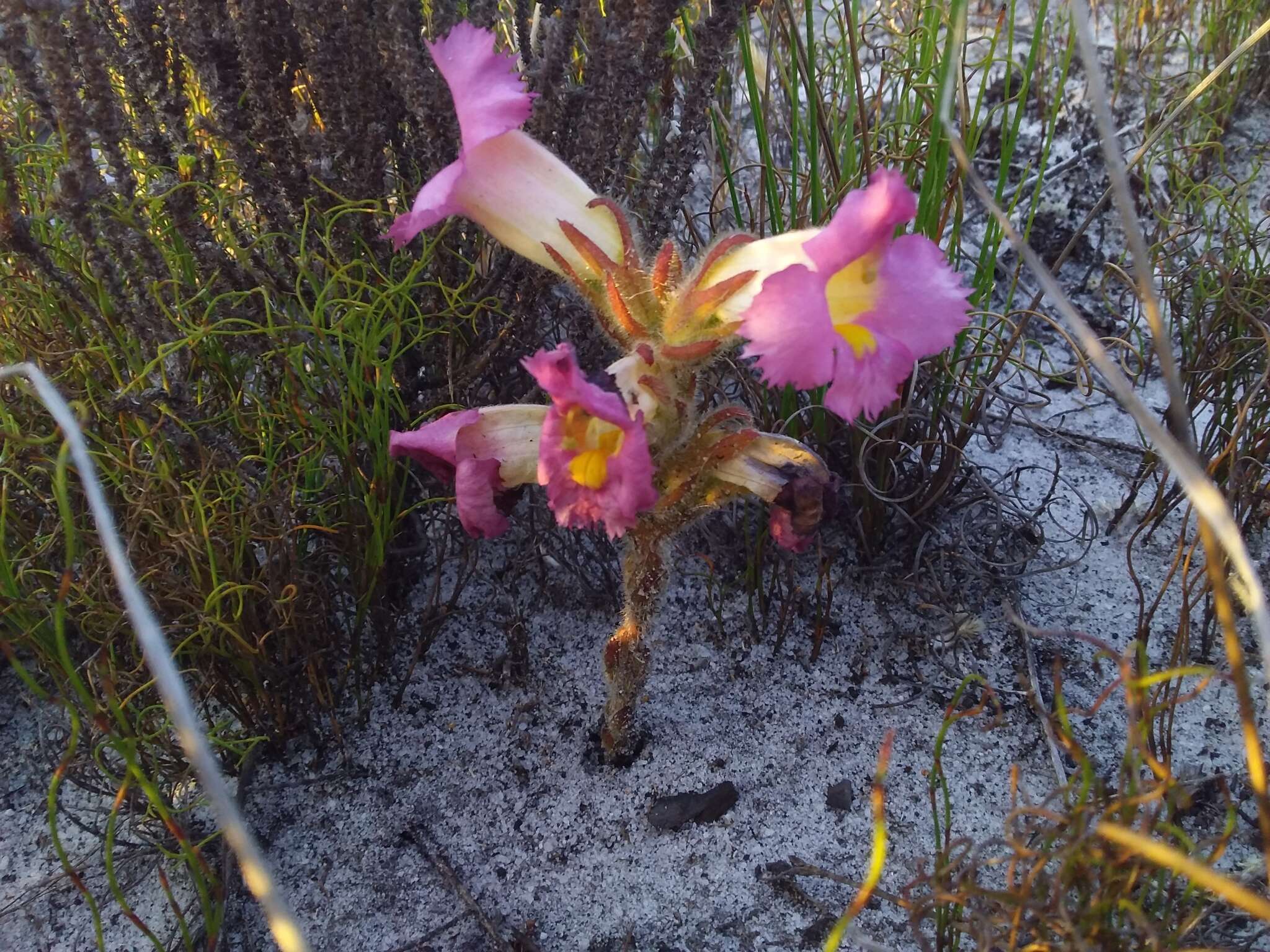 Слика од Harveya purpurea (L. fil.) Harv. ex Hook.