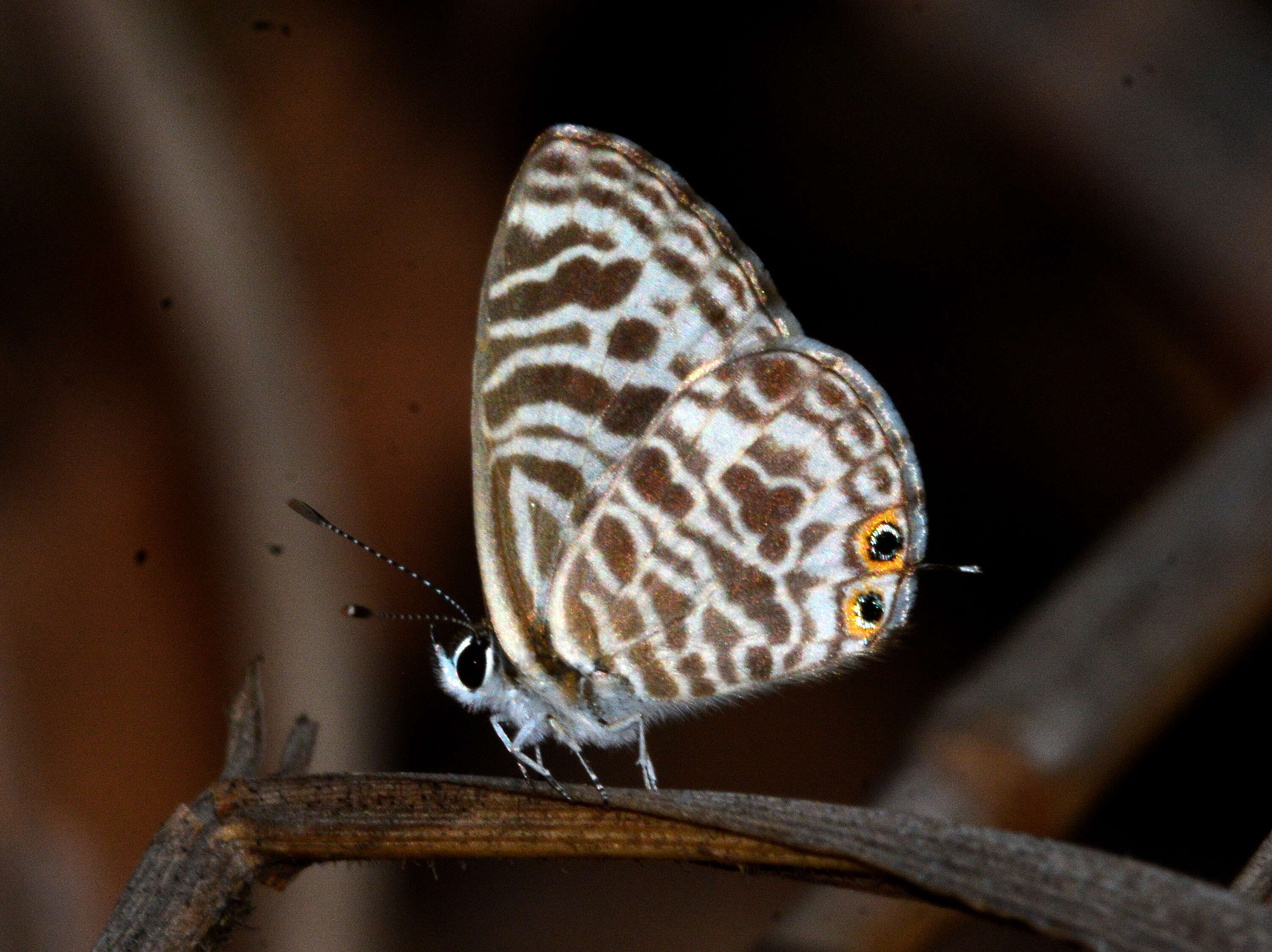 Image of Leptotes plinius