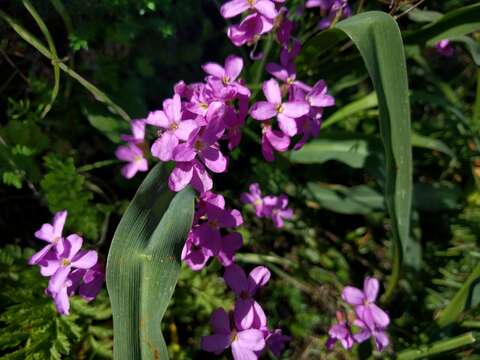 Image of rose rockcress